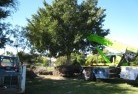 The Basin NSWtree-management-services-4.JPG; ?>